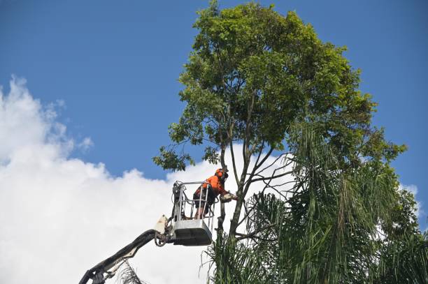 How Our Tree Care Process Works  in  Wayne, IL