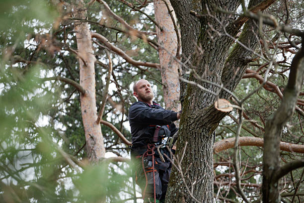 Professional Tree Services in Wayne, IL